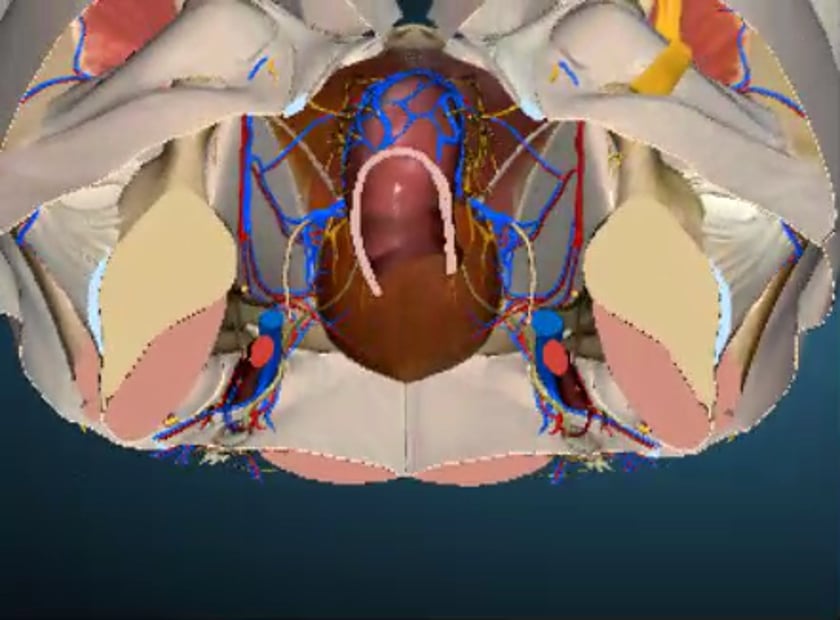 How To: EFAST - Pelvis 3D Video 