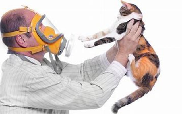 A Feline Diet to Help You; Not Your Cat