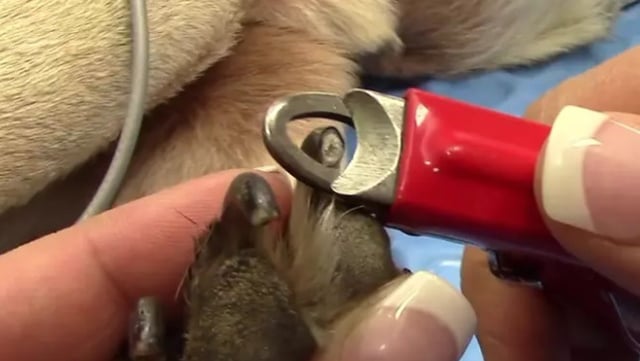 Don’t Trim Another Nail Unless you Watch This