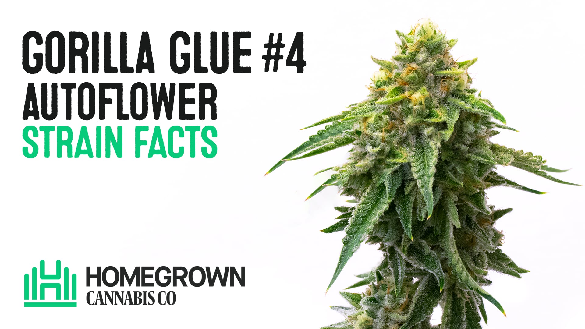 Gorilla Glue #4 Autoflower Cannabis Seeds