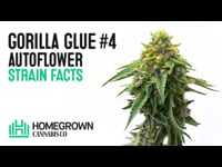Gorilla Glue Autoflower Seeds For Sale