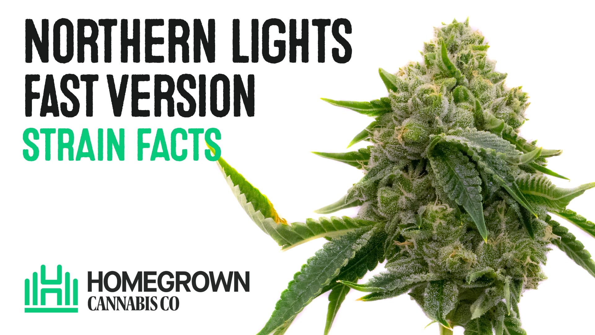 Northern Lights Fast Version Cannabis Seeds