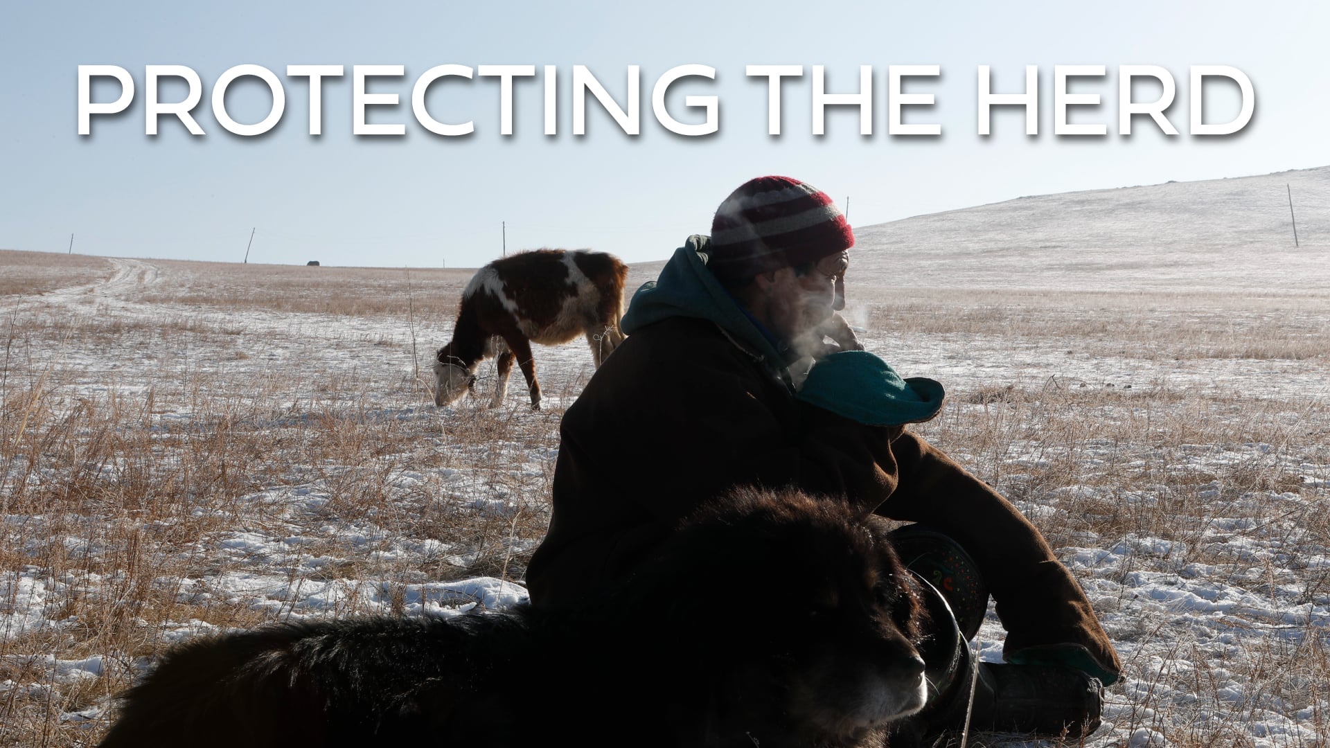 Global Eyewitness Mongolia: Protecting the Herd