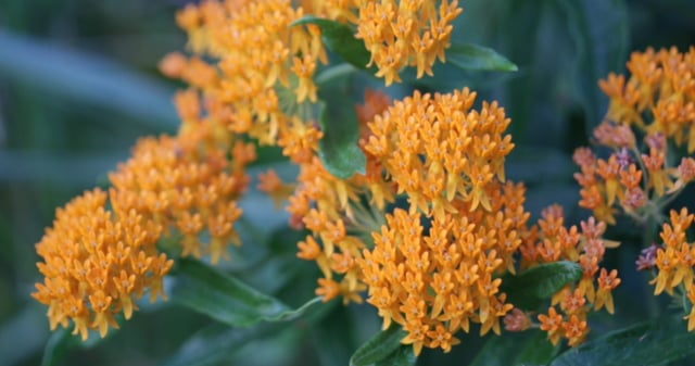 Monarch Butterflies