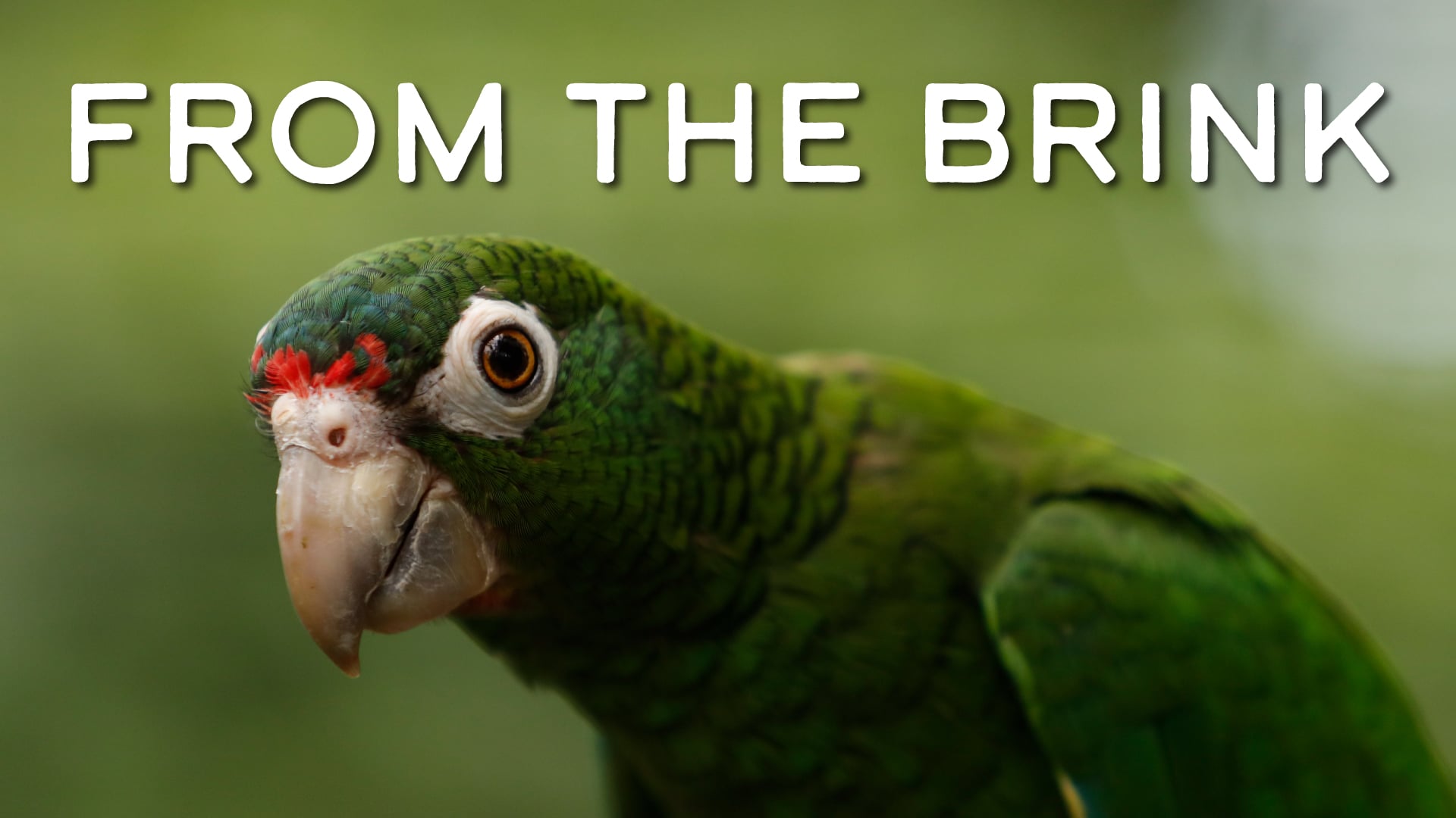 Global Eyewitness Puerto Rico: From the Brink