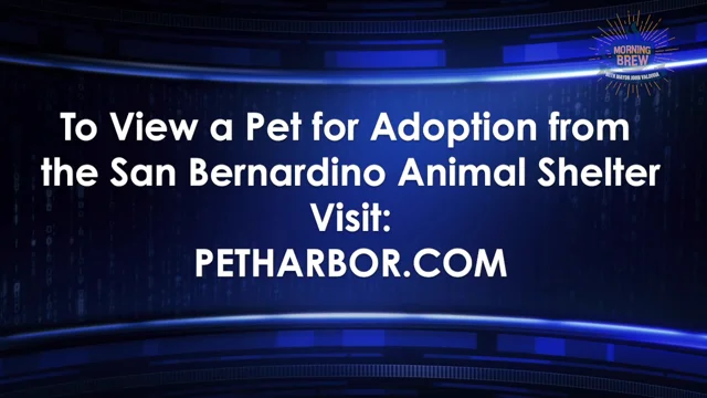 Free Pet Adoptions Through August 6 - City of San Bernardino