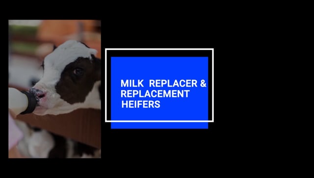 Milk Replacer and Replacement Heifers
