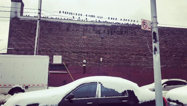 I’m the pigeon on the wire