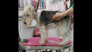 Breed standard styling of a clipped wire haired foxterrier