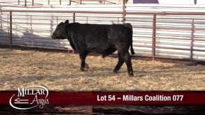 Lot #54 - MILLARS COALITION 077