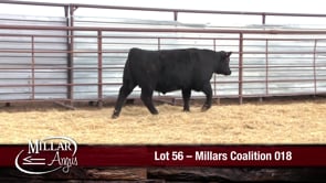 Lot #56 - MILLARS COALITION 018