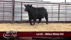 Lot #62 - MILLARS WINDY 033