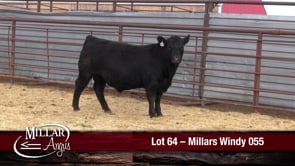 Lot #64 - MILLARS WINDY 055