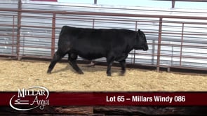 Lot #65 - MILLARS WINDY 086