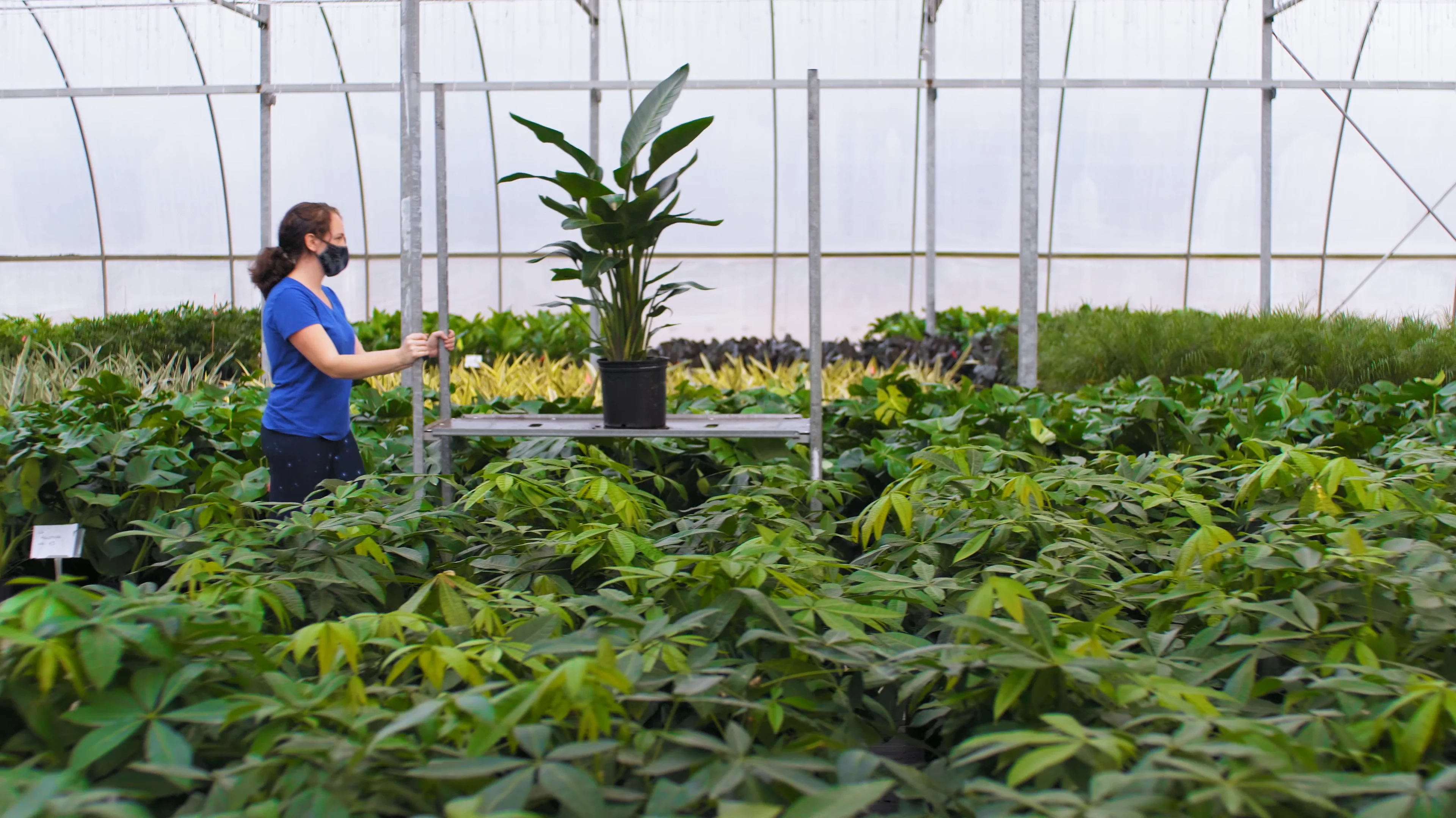 Bloomscape | Home Ready Plants Delivered to Your Door Bloomscape | Home Ready Plants Delivered to Your Door