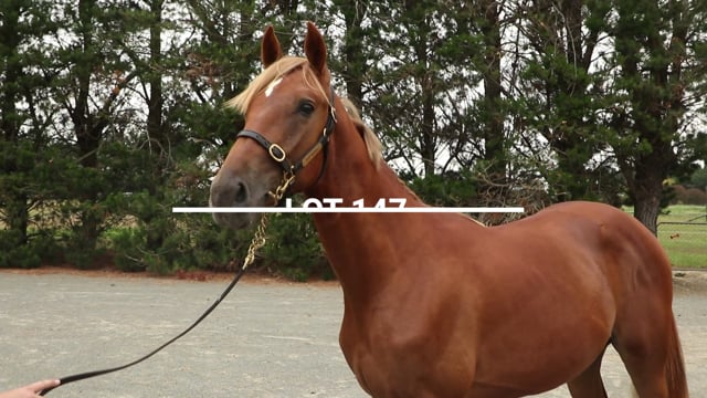 Lot 147