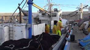 Es crea l'Organització de Productors Pesquers de Peix Blau de Catalunya