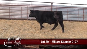Lot #89 - MILLARS STUNNER 0127