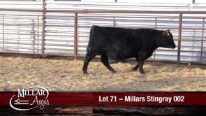Lot #71 - MILLARS STINGRAY 002