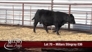 Lot #70 - MILLARS STINGRAY 036