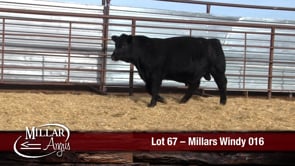 Lot #67 - MILLARS WINDY 016