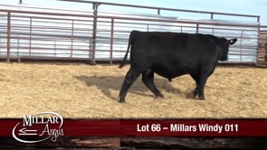 Lot #66 - MILLARS WINDY 011