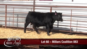 Lot #60 - MILLARS COALITION 083