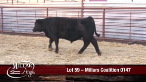 Lot #59 - MILLARS COALITION 0147