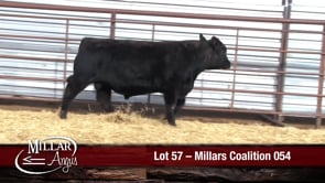 Lot #57 - MILLARS COALITION 054