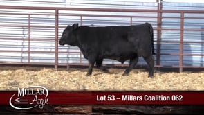 Lot #53 - MILLARS COALITION 062