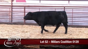Lot #52 - MILLARS COALITION 0120
