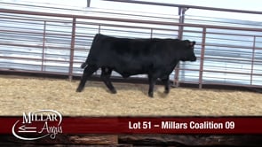 Lot #51 - MILLARS COALITION 09