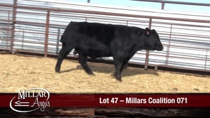 Lot #47 - MILLARS COALITION 071