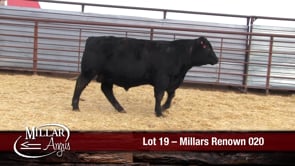 Lot #19 - MILLARS RENOWN 020