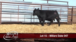 Lot #15 - MILLARS DUKE 047
