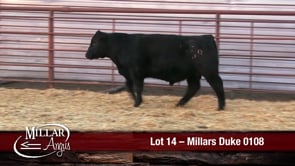 Lot #14 - MILLARS DUKE 0108