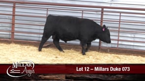 Lot #12 - MILLARS DUKE 073