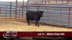Lot #11 - MILLARS DUKE 034