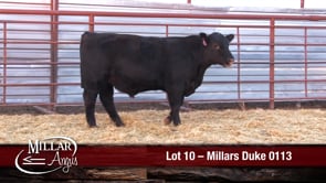 Lot #10 - MILLARS DUKE 0113