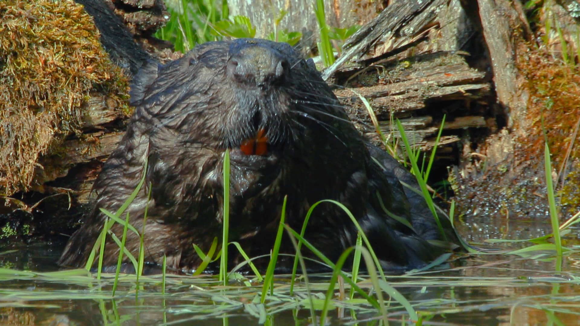 Beaver Man