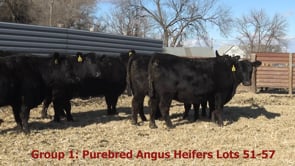 Lot #50 - GROUP 1 ANGUS BRED HEIFERS