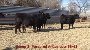 Lot #51 - GROUP 2 ANGUS BRED HEIFERS