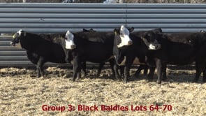 Lot #52 - GROUP 3 BLACK BALDY BRED HEIFERS