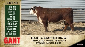 Lot #19 - GANT CATAPULT 467G