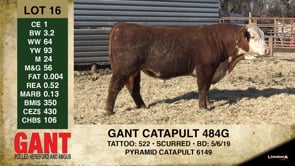 Lot #16 - GANT CATAPULT 484G