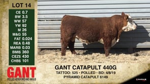 Lot #14 - GANT CATAPULT 440G