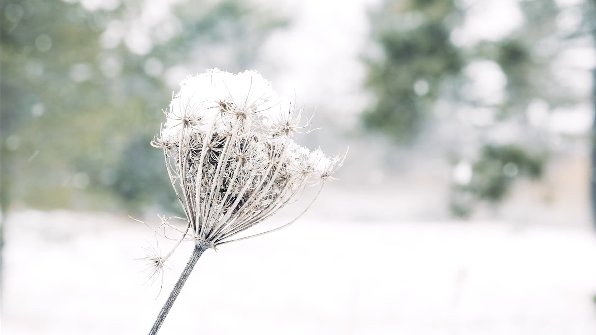 The Depth of Winter