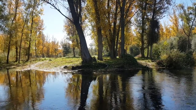 Vidéo De La Naturaleza Río Árboles - Free video on Pixabay - Pixabay