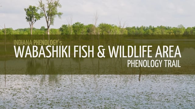 Observe natural changes along new trail at Wabashiki FWA