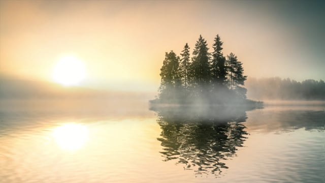 trees, forest, nature